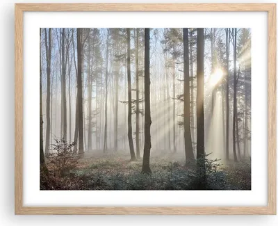Produktbild von Gerahmtes Poster - Rahmen in heller Eiche - Wald Baum Natur - 50x40 cm - Wand Bild - Wanddeko - Wandbilder - Kunstposter - Wandposter - Bilderrahmen - Bilder - Kunstdruck - Wandbild - P2NAA50x40-3749