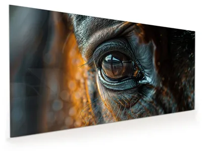 Produktbild von Küchenrückwand Spritzschutz Glas mit Motiv Pferdeauge 40 x 40 cm