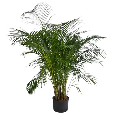 Produktbild von Dehner Goldfruchtpalme, in Hydrokultur, breit gefiederte Blätter, ca. 170 cm, Ø Topf 25 cm, Zimmerpflanze