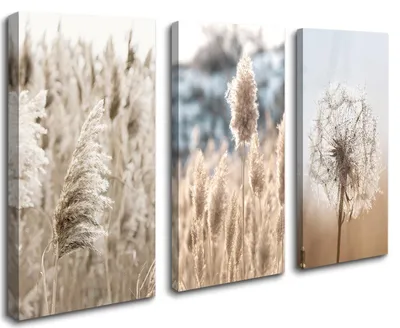 Produktbild von 4427 Leinwandbild Pampasgras Boho 120x80 cm gerahmt