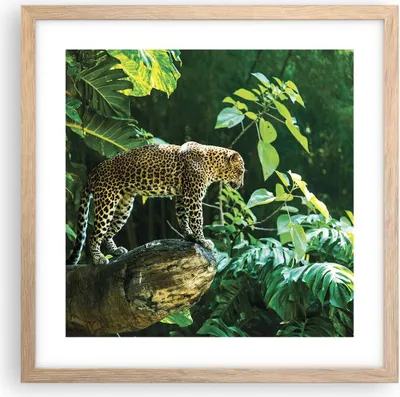 Produktbild von Gerahmtes Poster - Rahmen in heller Eiche - Dschungel Leopard Panther - 40x40 cm - Wand Bild - Wanddeko - Wandbilder - Kunstposter - Wandposter - Bilderrahmen - Bilder - Kunstdruck - P2NAC40x40-4502