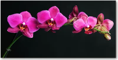 Produktbild von Tulup® Glas-Bild - 100x50 -Wandkunst - Wandbild hinter gehärtetem Sicherheitsglas  - Blumen & Pflanzen - Orchidee - Rosa