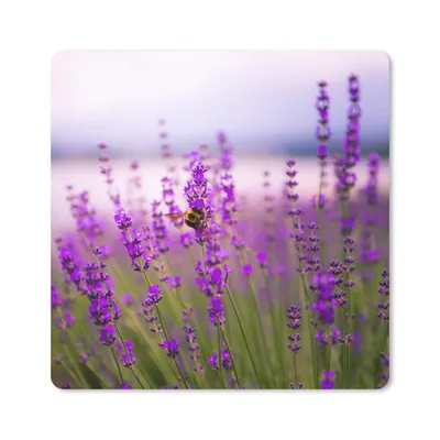 Produktbild von MuchoWow® Mauspad Mousepad Lavendel mit Biene 20x20 cm - Mousepads - Maus Mat - Pad - Mausunterlage - Desk Mat - Bureauartikeln