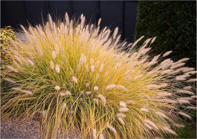 Produktbild von Stauden Gänge 1 x Pennisetum alopecuroides 'Gelbstiel' im 1 Liter Topf - Lampenputzergras - Glänzende Stiele, die verzaubern - Winterhart