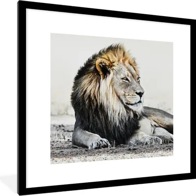 Produktbild von MuchoWow® MuchoWow® Gerahmtes Poster Tiere - Porträt - Farbe 40x40 cm - Poster mit zchwarzem Bilderrahmen - Poster - Plakat im Rahmen