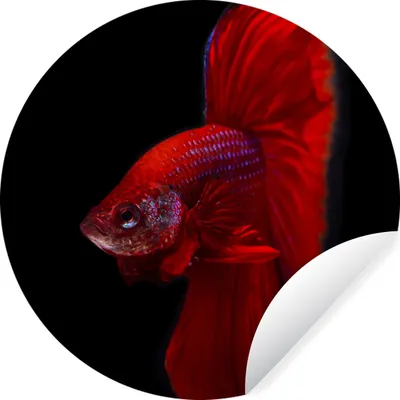 Produktbild von MuchoWow® Runde Wandtattoo - Wandsticker Tapete Aufkleber Fische - Tiere - Rot Ø 30 cm Selbstklebend und Repositionierbar - Wandaufkleber - Kreis