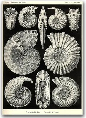 Produktbild von Poster - Canvas - Leinwand - 59,4 cm x 84,1 cm - Fotoposter - Leinwandkunst - Sea Shell Anmonitida