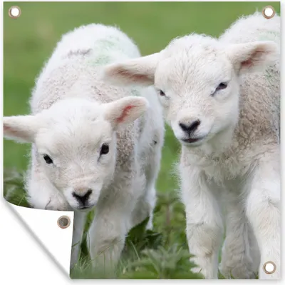 Produktbild von MuchoWow® 100x100 cm Outdoor-Poster Gartendeko Sichtschutz Garten Poster für den Garten  Zwei Lämmer auf der grünen Wiese
