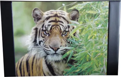 Produktbild von 10 Schreibtischunterlagen 68x44cm / mit Tigermotiv