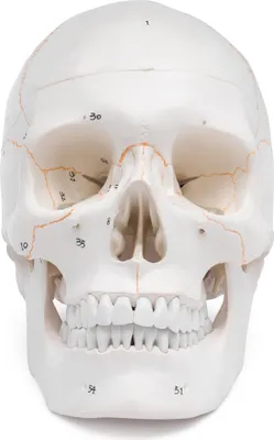 Produktbild von Schädel Anatomie Modell lebensgroß 3 teilig Knochennummerierung Kiefer beweglich
