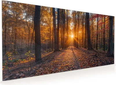 Produktbild von Küchenrückwand Spritzschutz Glas mit Motiv Sonnenuntergang Wald 40 x 40 cm