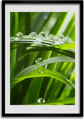 Produktbild von Bild - Bilderrahmen - Foto - 70 cm x 100 cm - MDF - Rahmen - Wandkunst - Grashalme