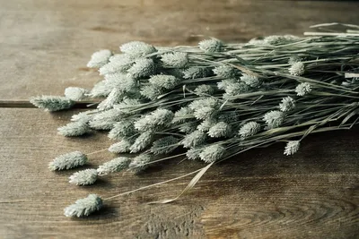 Produktbild von Phalaris getrocknet im Bund ca. 60 cm, Farben wählbar | Trockenblumen , Farbe:Gefrostet