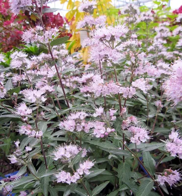 Produktbild von Bartblume ´STEPHI´® 20-30 cm, Cont. 1,4 l