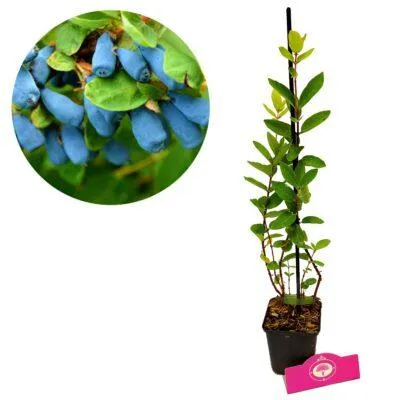 Image de Lonicera "Larisa", chèvrefeuille, 3 plants en pot de 9 cm