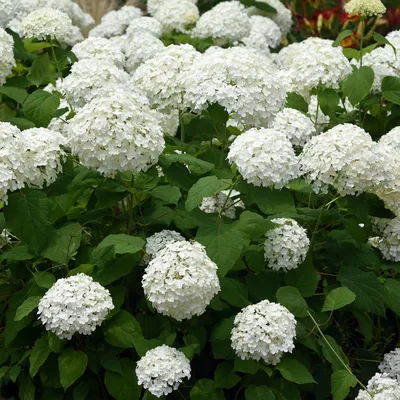 Produktbild von Rispenhortensie - Hydrangea arborescens Annabelle - Blüte Weiß - Große Blüten