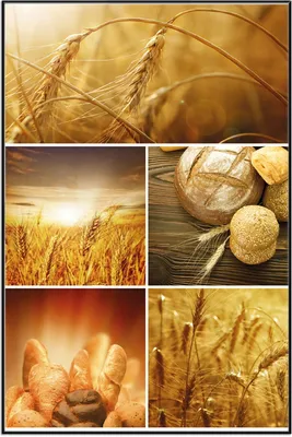Produktbild von Wallario Wandbild Getreide und Brotsorten aus Weizen, Größe: 61 x 91,50 cm, Poster mit schwarzem Aluminiumrahmen