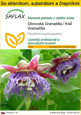 Obrázok produktu pre SAFLAX Kultivačný set - Obrovská Granadilla / Kráľ Granadilla - Passiflora quadrangularis - 12 Semená - S mini skleníkom, pestovateľským substrátom a 2 črepníkmi
