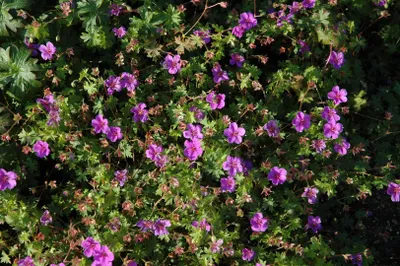 Produktbild von Geranium sanguineum 'Dilys', Storchschnabel, rosa, ca. 9x9 cm Topf