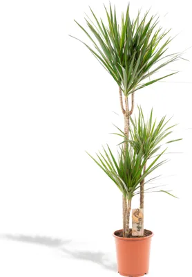 Produktbild von Dracaena Marginata - Snadno udržovatelná pokojová rostlina - Ø21cm a výška 120cm - Čerstvě vypěstováno v zahradnictví