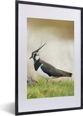 Produktbild von MuchoWow® Gerahmtes Poster Vogel - Gras - Tiere - Natur - Kiebitz 40x60 cm - Poster mit Schwarzem Bilderrahmen Wandposter Rahmen Foto Bilder - Poster in Rahmen