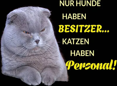 Produktbild von vianmo Holzschild 30x40 cm Hund hat Besitzer Katze Personal