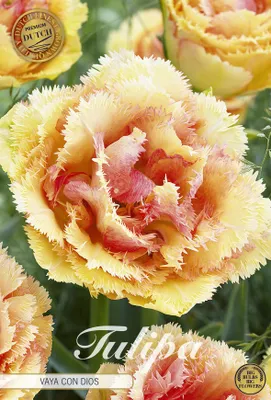 Imagen del producto de Tulipanes "Vaya con Dios" (paquete de 5) | Bulbos de tulipán de Sam van Schooten