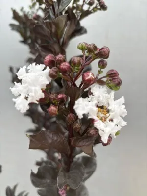 Produktbild von Hochstamm Chinesische Kräuselmyrte Coconut Sorbet - Lagerstroemia indica - sehr bienenfreundlich