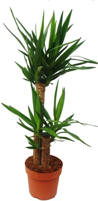 Produktbild von Yucca Palme - Palmlilie - 2 runde Stämme - ca. 80cm hoch