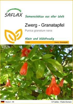 Produktbild von SAFLAX - Zwerg - Granatapfel - 50 Samen - Punica granatum nana
