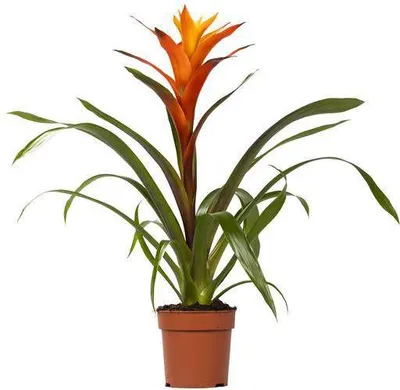 Zdjęcie produktu dla Bromelia Guzmania Variada - roslina doniczkowa, srednica 12cm, wysokosc 50cm