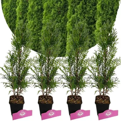 Imagen del producto de Conjunto de 4 coníferas: Thuja occidentalis 'Smaragd' – altura 30 cm – maceta de 9 cm