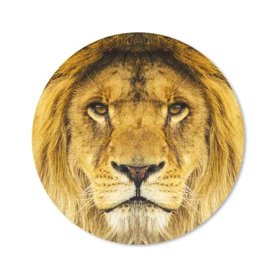 Produktbild von MuchoWow® Mauspad Mousepad Löwe - Porträt - Braun 50x50 cm - Mousepads - Maus Mat - Pad - Mausunterlage - Vinyl