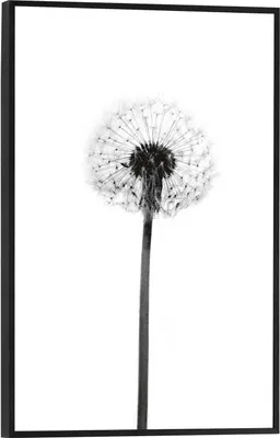 Produktbild von Wandbild - Schwarz - Weiß - 20 x 30 cm - Pusteblume