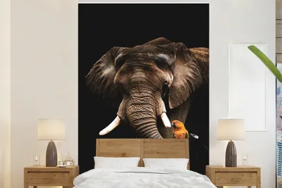 Produktbild von MuchoWow® Fototapete für Wohnzimmer oder Schlafzimmer Wandtapete Vinyl Motivtapete Elefant - Schwarz - Papagei - 145x220 cm - Wanddekoration