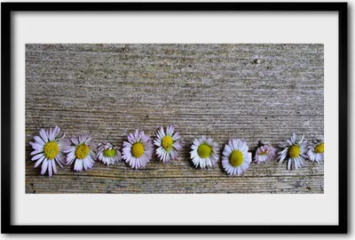 Produktbild von Bild 60x40 MDF-Rahmen Wandkunst Daisy Pflanze Natur