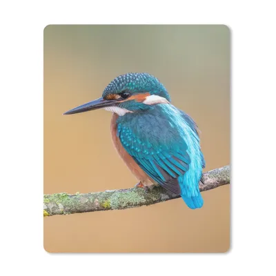 Produktbild von MuchoWow® Mauspad Mousepad Vogel - Eisvogel - Tiere - Zweig 30x40 cm - Mousepads - Maus Mat - Pad - Mausunterlage - Mausmatten