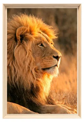 Image de Tableau mural encadré lion profil doré 40x60 cm, Tableau mural moderne pour décoration intérieure