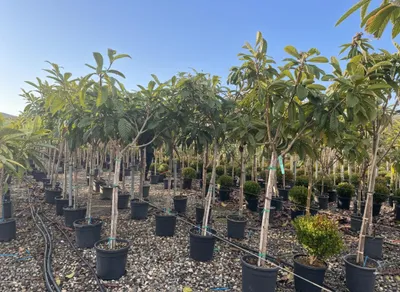 Obrázok produktu pre Sunny Tree – Loquat-strom (japonský medlar) – Eriobotrya japonica – 220 cm – mrazuvzdorný exotický ovocný strom pre záhradu a terasu