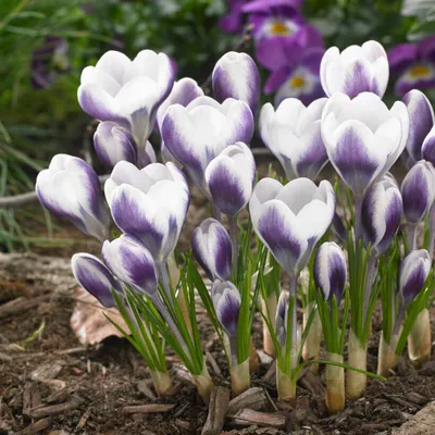Obrázok produktu pre Krokusy botanické, cibuľky, mrazuvzdorné, viacročné - odroda Prins Claus - 50 exkluzívnych kvetinových cibuliek - skutočné rastliny z Holandska - vhodné do záhrady aj do kvetináčov (nie semená, nie umelé)