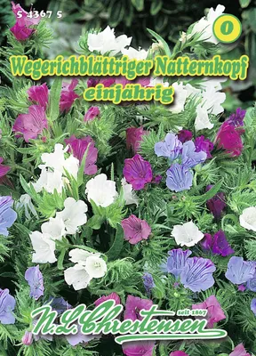 Artikelbild 1 von 'Natternkopf Wegerichblättriger' aus der Kategorie Wildblumensamen