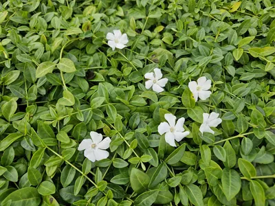 Obrázek produktu pro Vinca minor 'Gertrude Jekyll' - 24 rostlin - Stálezelená půdopokryvná rostlina - Bílé kvetení - Sytě zelené listy - 10-25 cm - Ø9 cm - Snadná péče a odolnost vůči stínu