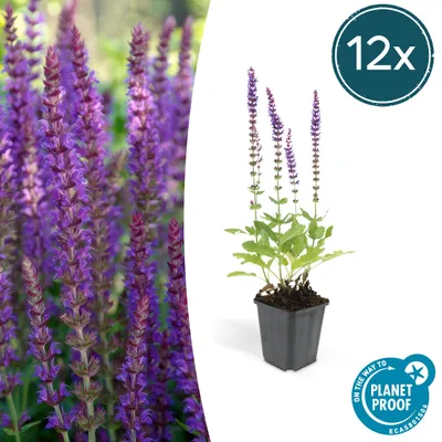 Produktbild von Ziersalbei - Steppensalbei - Salvia nemorosa 'Ostfriesland' - 9cm Topf - Set mit 12 Pflanzen