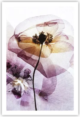 Produktbild von Poster - Poster ohne Rahmen - blume sommer natur - 61x91,5 cm - Wand Bild - Wanddeko - Wandbilder - Kunstposter - Wandposter - Bilder - Kunstdruck - Wanddekoration - Wandbild - P2XPA61x91-3821