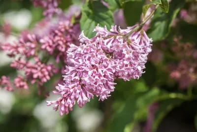 Produktbild von Syringa prestoniae 'Miss Canada', Flieder, rosa Blüten, 30–40 cm