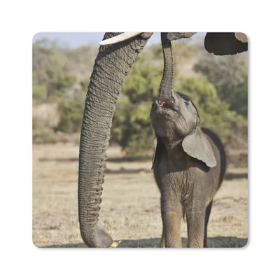 Produktbild von MuchoWow® Mauspad Mousepad Elefant - Tiere - Gras - Natur 30x30 cm - Mousepads - Maus Mat - Pad - Mausunterlage - Gaming