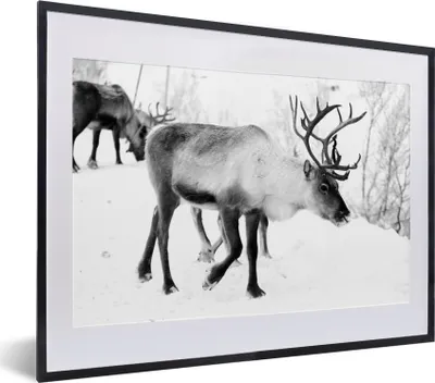 Produktbild von MuchoWow® MuchoWow® Gerahmtes Poster Ein Weihnachtsfoto von Rentieren entlang der Straßen von Kilpisjarvi, Finnland - schwarz-weiß 40x30 cm - Poster mit zchwarzem Bilderrahmen - Bilderrahmen - Poster