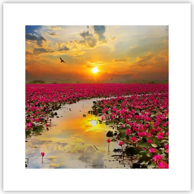 Produktbild von Poster - Poster ohne Rahmen - See Blumen - 30x30 cm - Wand Bild - Wanddeko - Wandbilder - Kunstposter - Wandposter - Bilder - Kunstdruck - Wanddekoration - Wandbild - P2XAC30x30-3769