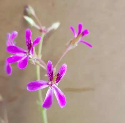 Image de Pelargonium 'Deerwood Lavender' / Géranium au parfum de Lavande