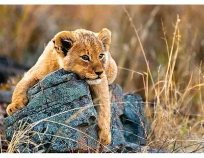 Image de Puzzle xxl le petit lionceau dans la savane - 200 pieces - ravensburger - 129461